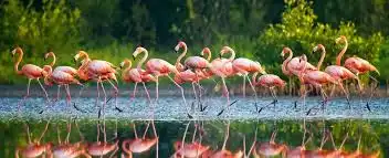 નળ સરોવર: યાયાવર પક્ષીઓનું સ્વર્ગ અને પઢાર જાતિ.