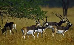 વેળાવદર નેશનલ પાર્ક: કાળિયાર (Blackbuck) માટેનું અભયારણ્ય.