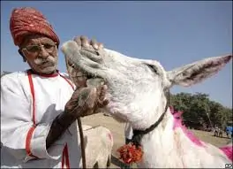 વૌઠાનો મેળો: સાત નદીઓના સંગમ પર ગધેડાની લે-વેચ.